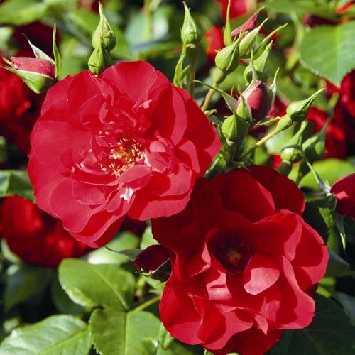 Rosa Paprika™ - rojo - Árbol de Rosas Miniatura - rosal de pie alto- forma de corona tupida